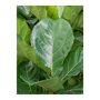 Ficus lyrata in Pure bladvorm